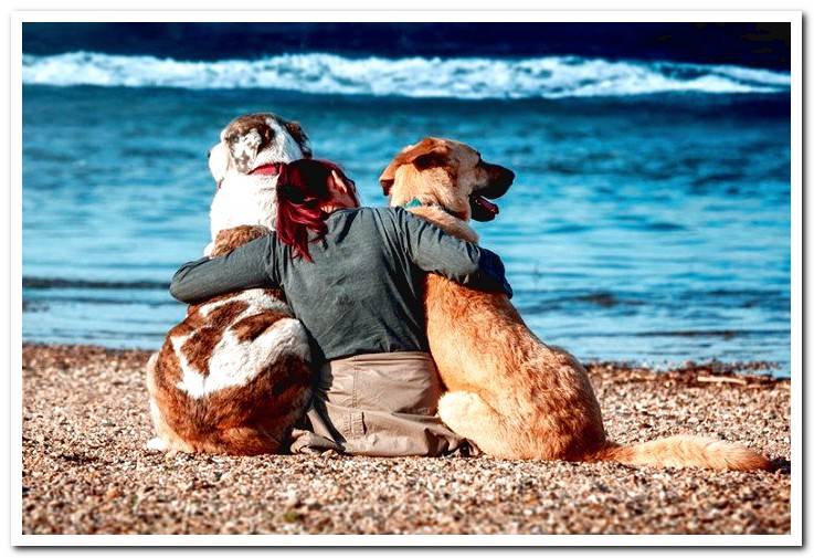 woman-in-the-company-of-her-two-dogs-on-the-beach