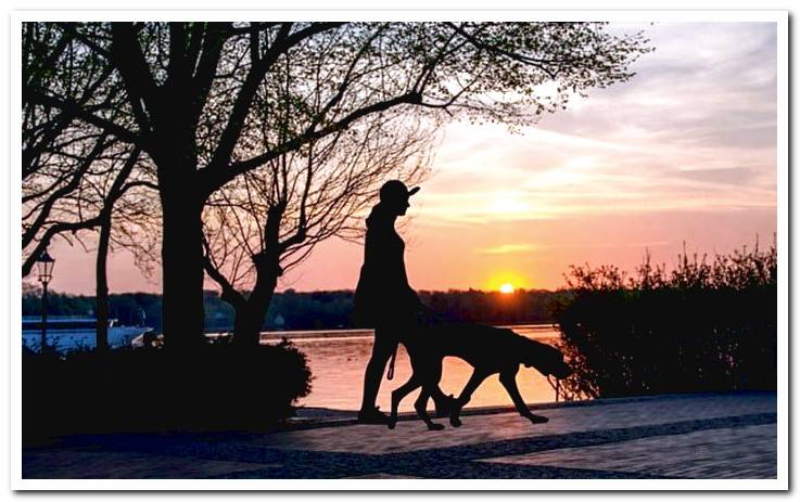 woman-walking-with-her-dog