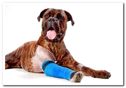 honey for wounds in dogs