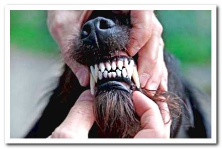dog showing his teeth