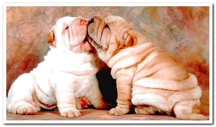 wrinkled dogs