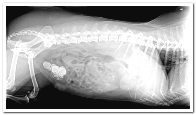 x-ray kidney stones dog