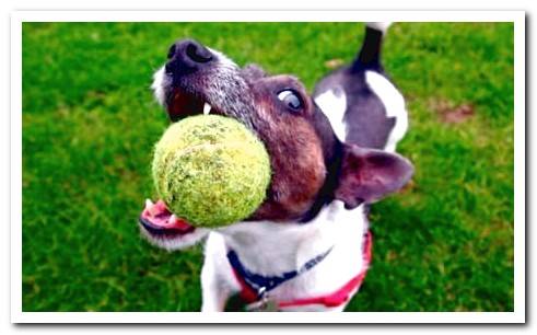 dog biting the ball