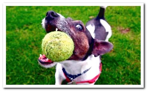 Pitbull with muzzle