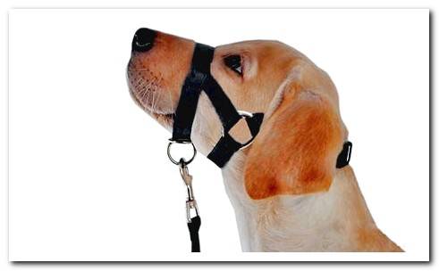 dog with bow muzzle