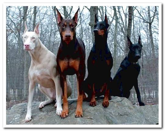 doberman types