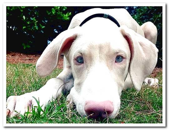 white doberman