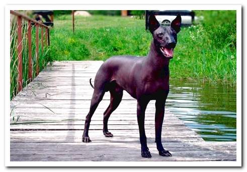 xolo hairless mexican dog