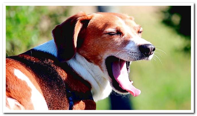 yawning dog