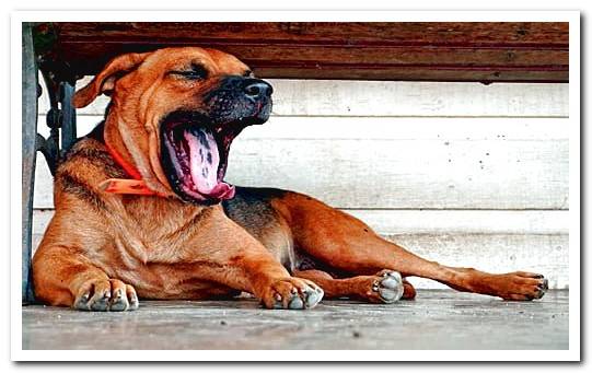 dog lying and yawning
