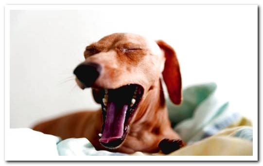 dog yawning from sleep