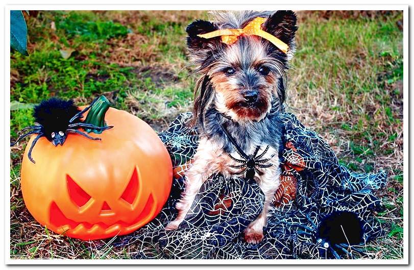 yorkshire-dog-dressed-as-a-witch