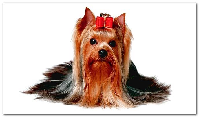 yorkshire terrier adult