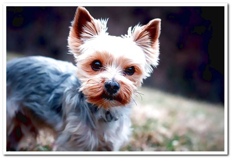dog-of-breed-yorkshire-terrier