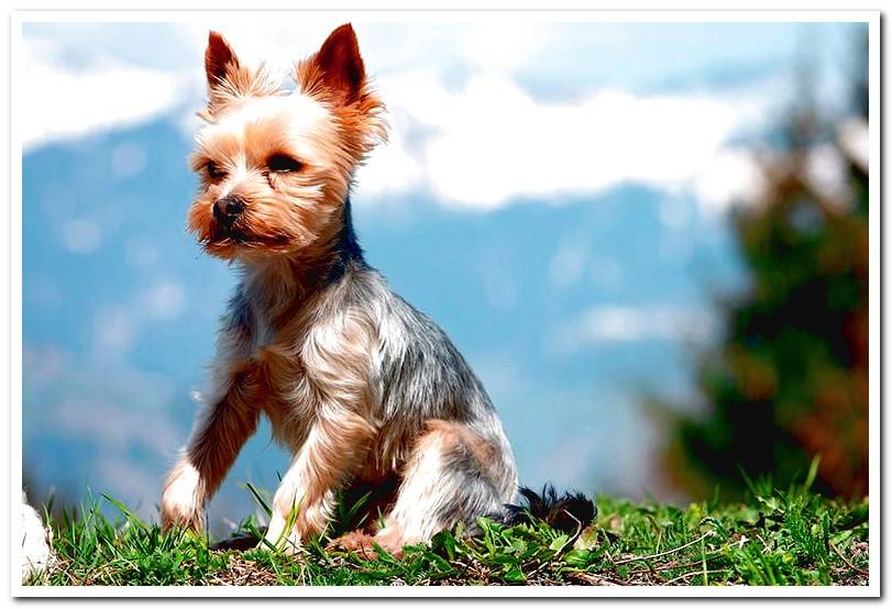 yorkshire terrier with short hair