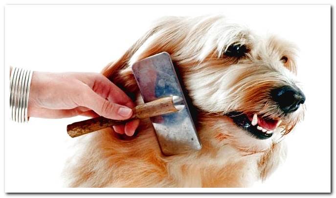 brush a dog