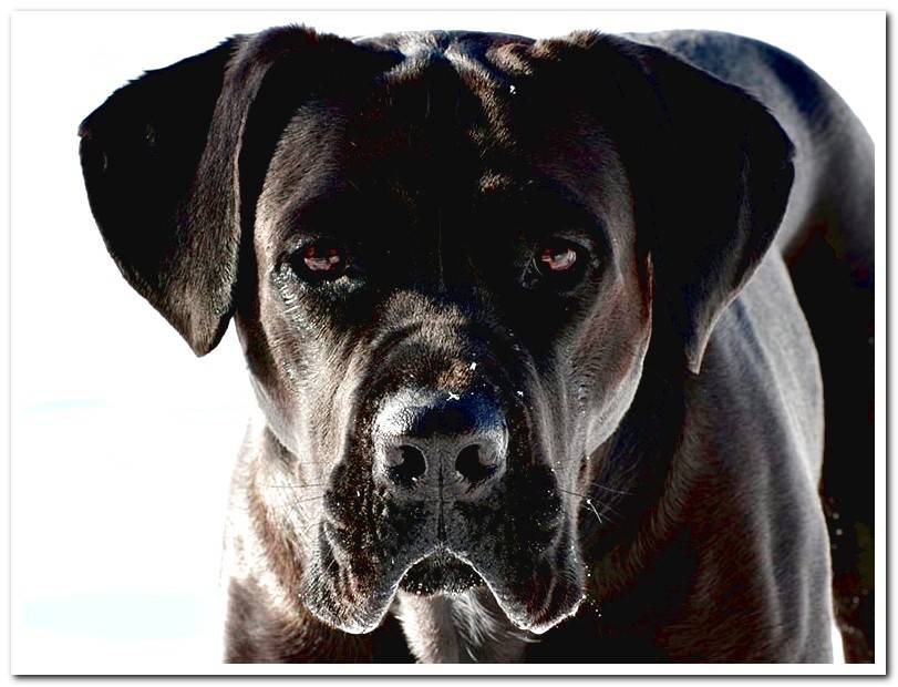 exemplary-young-of-cane-corso