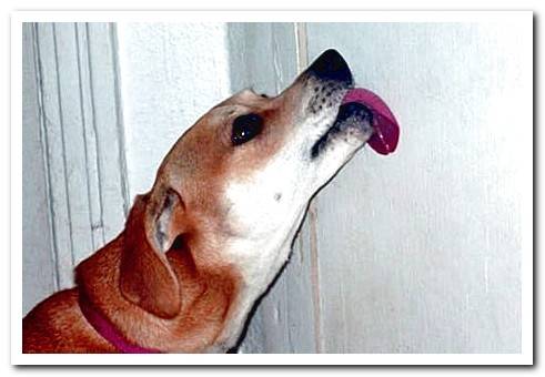 dog licking wall